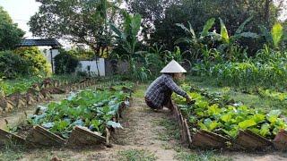 Gardening, harvesting, preserving, cooking delicious bamboo shoot noodles