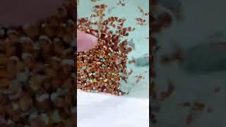 Tons Of Nemo Clownfish Cute Little Marine Saltwater Fish @ebitengu_global | Falcon Aquarium Services