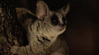 Bushbaby Risks it All For First Taste Of Banana | Big Little Journeys | BBC Earth