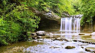 Ruisseau magnifique, paisible et chants d'oiseaux, forêt enchantée, nature; relaxation, relaxante