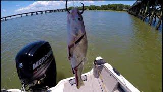 SHARKS LOVE THIS BAIT! Shark fishing Fripp Inlet