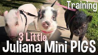 Cute Baby Pigs get ALL the Attention!!