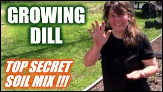 Growing Dill In Raised Beds And Containers | Secret Soil Mix