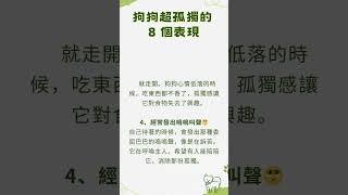 狗狗超孤獨的 8 個表現，鏟屎官必看！