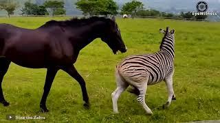 18 Times Wild Horses Get Crazy Attacking Other Animals | Horse Attacks Lion