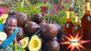 HOW TO MAKE AVOCADO OIL AT HOME. HOMEMADE AVOCADO OIL FROM SCRATCH. #avocado #oil  //Village life ug