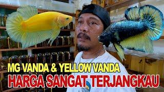 IKAN VIRAL MG VANDA DAN YELLOW VANDA!!!!! WAW HARGA TERJANGKAU !!!!!!!!!