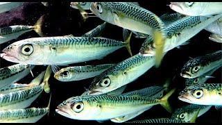 ゴマサバ　Blue mackerel　Scomber australasicus