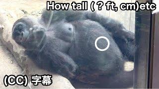 Mom gorilla's belly grows. Genki's physical measurements! ｜Momotaro family