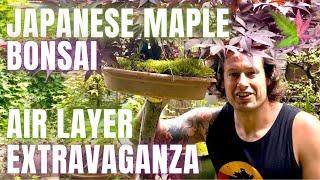 Air Layer Instructions and Root Graft Check on Japanese Maple Pre Bonsai