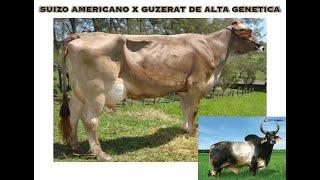 Suiz-bu Lechero F1(Guzerat x Suizo Americano) de Alta Genetica.