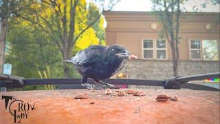 Crow Cam: Baby’s Big Nuts