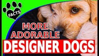 10 More Adorable Designer Dog Breeds You Haven't Seen Yet! - Doodle Dogs 101