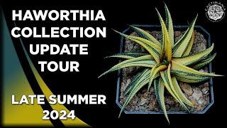 Haworthia Collection Update Tour | Late Summer 2024 | #Cactus & #Succulent Collection