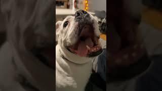 Bulldog enjoys New Years party   ️  ️