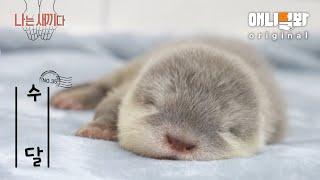 나는 태어난 지 31일 된 수달 새끼다 [애니멀봐 나새끼 35호]ㅣI’m a 31-Day-Old Baby Otter