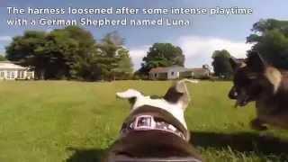 GoPro Fetch Harness: a Vetstreet Video Review