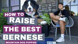 How To Raise The Best Bernese Mountain Dog Puppies?!