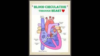 MECHANISM OF BLOOD CIRCULATION THROUGH HEART| Labelled diagram| 3d video #clinical #shorts