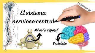 Sistema nervioso CENTRAL [Médula espinal y encéfalo]