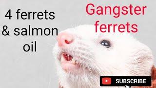 Ferrets   4 ferrets & salmon oil