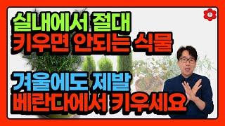 [꿀팁] 안그러면 조만간 반드시 후회합니다 / 식물 베란다 적응 꿀팁 / 식물별 최저온도 (ft. 동백이 겨울꽃 아닌 이유)