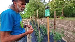 Tips on Tomato Care