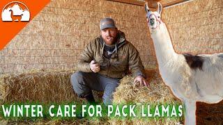 Taking care of Pack Llamas in the winter - Ep.11 - Llama Life 3.0