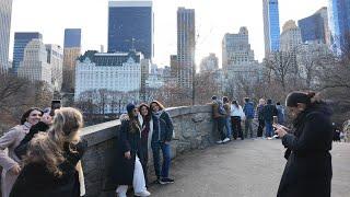 Where Did Central Park’s Christmas Tree Go? December 2024 Walk