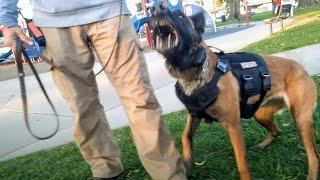 Belgian Malinois Ready To Tear Into Anyone Who Approaches At Dog Park
