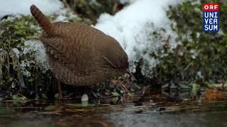 Wren catches dragonfly larvae | 'Feathered Friends' (ORF Universum)