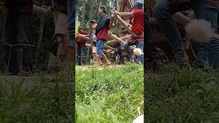 membawa jenasah keliling kampung - tradisi adat orang mati suku toraja