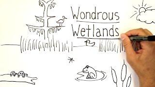 Wondrous Wetlands | Whiteboard