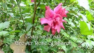 Easy to grow Perennials, bushes and small trees for the Cottage Garden