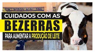 VEJA COMO ELE FAZ O MANEJO DO BEZERREIRO