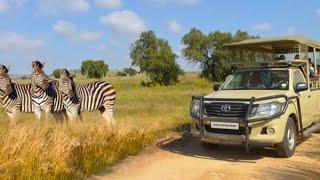 Full Day Ultimate Pilanesberg National Park Safari from Johannesburg | South Africa | June 2024