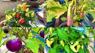 Varieties Organic Chillies And Brinjals Of My Organic Rooftop Terrace Garden