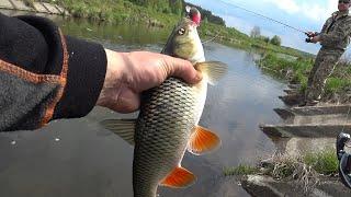 Found a predatory mackerel , and didn't want to catch pike anymore. Mackerel on a spinning in May.
