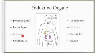 Einführung in das Hormonsystem | Einfach erklärt!