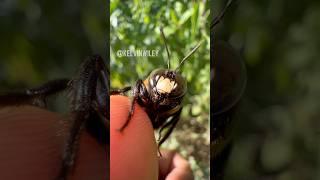 Eastern Carpenter Bee Up Close! 