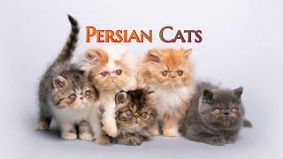 Persian Cats | Persian Cats baby #persiancat #kunalkirtiwithnature