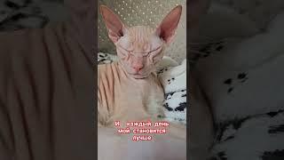 #cat #лайк #кот #солнце #подпишись #шортс #топ #котик #адамгудымов #врекомендации #топовый #мими