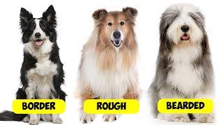 COLLIE TYPES - 9 TYPES OF COLLIES