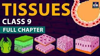 #Tissues Class 9 Full chapter (Animation) | cbse class 9  Biology | chapter 6| NCERT  | Gradebooster