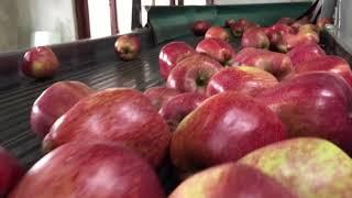 Automated Apple Grading in Kashmir