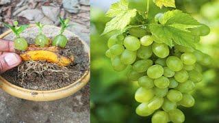 The method of growing grapes at home is easy and the fruit is harvested all year round