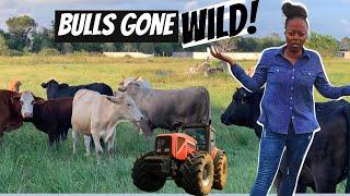 Bulls Gone Wild On Our Land In Texas | Ranching Adventures in Rosharon, Texas