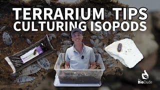 Terrarium Tips: Culturing Isopods