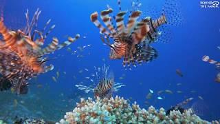 Lionfish (Pterois miles)