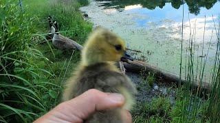 Saving a Baby Goose & Shoreline Bass Fishing (Seeking the Snakehead!)